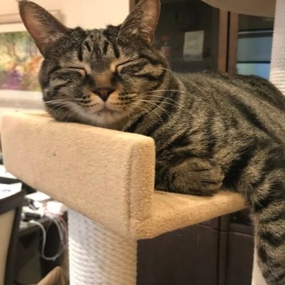 yururi_nekokke's profile picture. いろんな音楽ききます。服好き、猫好き、旅行好き、甘いものばっか食べてるアラサー