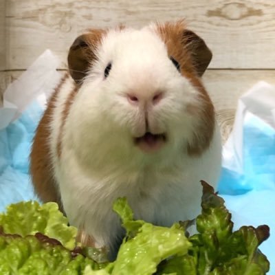 SundayHamster Profile Picture