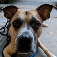 Jessie Himmelstern (@jesshimmel) 's Twitter Profile