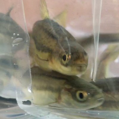 Join the experience as SVVSD students raise Northern Red-belly Dace (NRDs) to preserve and defend the native, endangered minnow species