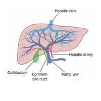 Newcastle Liver Unit (@liverunit) 's Twitter Profile