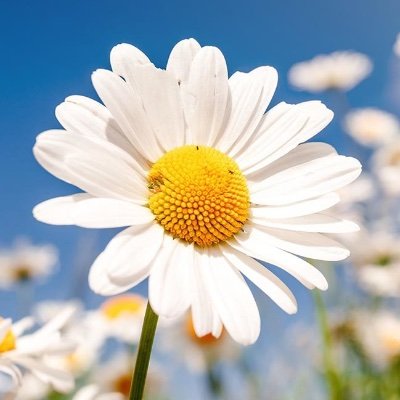 sylowenn's profile picture. Not a bot, just new to Twitter. Jesus Christ is King.