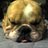 genbull's profile image