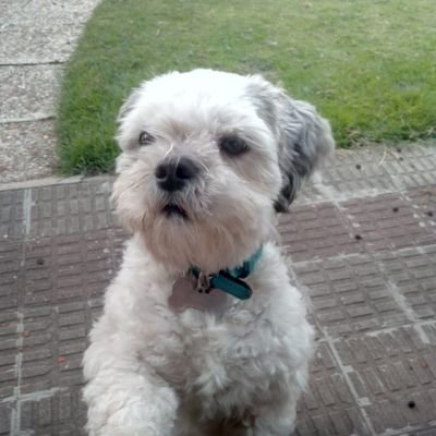 momorant2810's profile picture. Maestra en educación infantil, pt y 
Máster en dificultades de aprendizaje 🏫📗📚