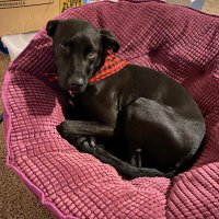 Laurel🌸 (@_laureljean) 's Twitter Profile