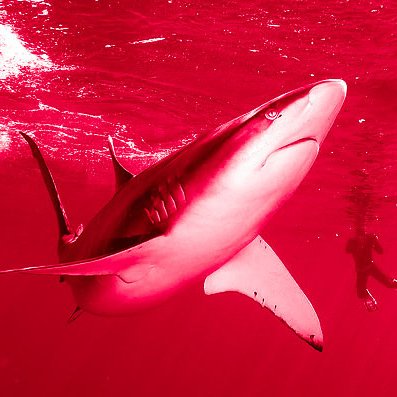 Red Shark