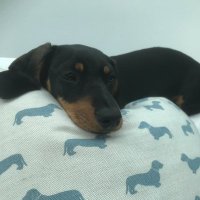 PtheP (@pthep) 's Twitter Profile