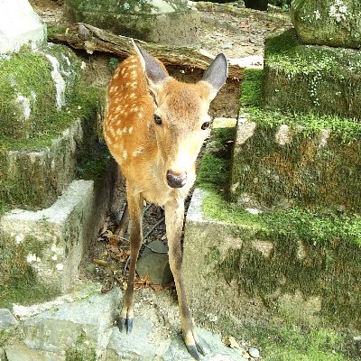 限定版■直筆サイン入り■土井彩知代■女の子とリスと犬絵画人物画 小さなサイズ(長辺が60cm未満） | 鶴田一郎アートストア ICHIRO
