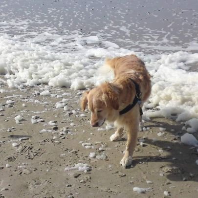 DomeFroe's profile picture. 