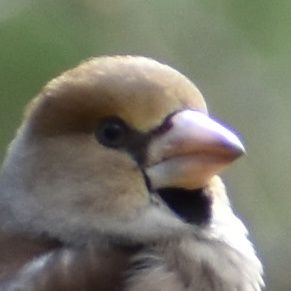 誤同定の多い野鳥歴4ヶ月の糞ちび♂。これでも春から大学生。拗らせてます