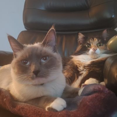 Beady is the older calico and Brucey is the blue point Siamese kitten. We are both Siamese X.

The two most beautiful kitties in the whole world ❤❤❤