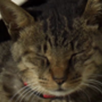 黒猫チョビ@カクヨムで執筆中にゃのプロフィール写真