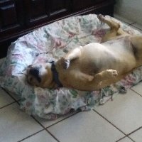 DILLIGAF (@veteran_usaf) 's Twitter Profile