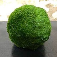 pro_marimo's profile picture. 社会人3年目25歳。製薬会社に勤めながらプログラミング勉強中です。日々勉強したことを例えて発信していきます。間違いや違う発想を頂けると嬉しいです。アウトプットするためにやってます！！