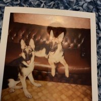 Lorraine C Campbell (@lcc1964) 's Twitter Profile