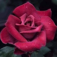 Al-Shaima'a (@alshaimaa2002) 's Twitter Profile