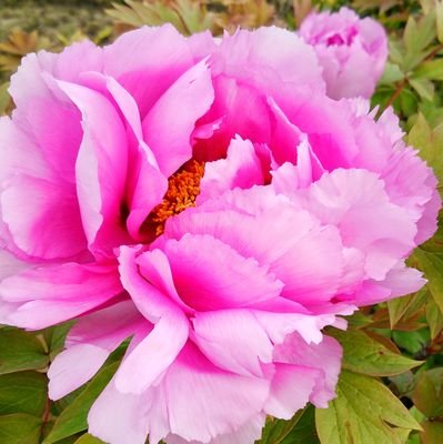 産まれも育ちも北九州市🌸 🌸日本人としての誇りをもっています✨ 当然、自衛隊を応援📣しています‼️予備自🫡長年 自衛官募集相談員もしています。R2・R3年度海上自衛隊下関基地隊モニター。R4陸上自衛隊久留米駐屯地モニター他にも色々… 無言フォローごめんなさい🙏