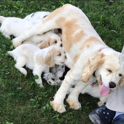 globalpethome's profile picture. Teacup puppies for sale Shipping Available AKC Inspected & Approved vaccinated Vet checked CONTACT;+1(424) 835-2703 Email:globalpethome@gmail.com