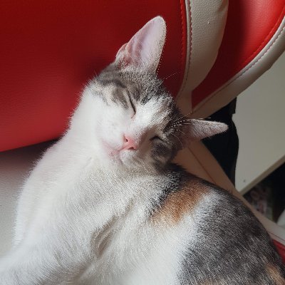 zilipef101's profile picture. Caçador de gambozinos profissional