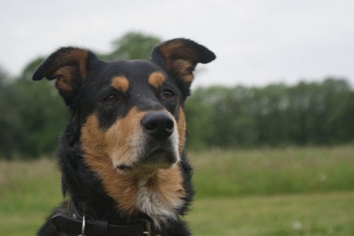 We are a non profit, non destroy dog rescue. Based in kent, we rehome dogs all across the UK. These dogs deserve a second chance...