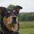 sedogrescue's profile image
