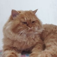SuhailM (@suhailsameeull2) 's Twitter Profile
