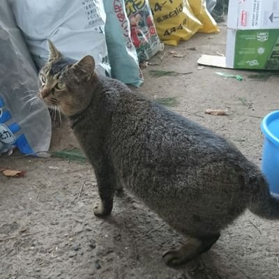 ラジオと花と猫がいる田舎の生活🌿。
精神年齢引き下げ済み。