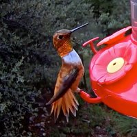 West Texas Hummers (@texashummers) 's Twitter Profile