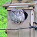 WBU Barred Owl Cam (@wbu_owls) Twitter profile photo WBU Barred Owl Cam (@wbu_owls) Twitter profile photo