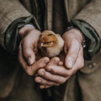 Pipers Farm (@pipersfarm) 's Twitter Profile Photo Pipers Farm (@pipersfarm) 's Twitter Profile Photo