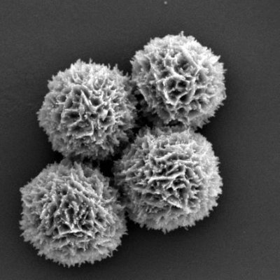 Student-run page for Alex Routh colloidal dispersion group @cebcambridge. Research on film formation/drying, engine oil additives, encapsulation, microgels ...