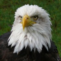 Anders Nilson (@cryptopenguin15) 's Twitter Profile