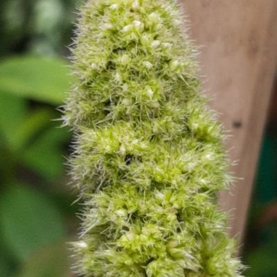 AmarantoMartne1's profile picture. 