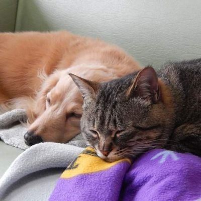 以前犬飼い。現在は猫飼い。
保護猫が増えて賑やかになりました。
観葉植物が好き。
コウモリランの成長を見守るのが幸せ🌱