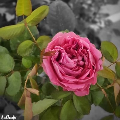 LAlhadii's profile picture. ...