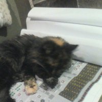 SweetSplotchyCat (@catsplotchy) 's Twitter Profile