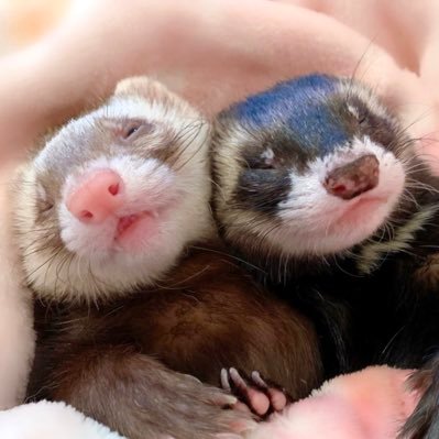 Dr ぷく くぅ フェレット ギャング Ferret 数日前はベビーフェレットの 赤ちゃん姿に可愛いくて キュンキュンしましたが この子はヤバすぎる 思いっきりムギューしたい フェレット Ferret T Co Nprmioqkj7