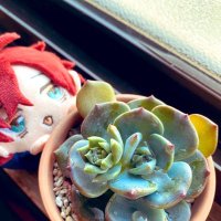 呉咲(ごーさき)@初回ツイフィ必読 (@go_saki_go) 's Twitter Profile