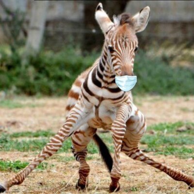 LostWhiteZebra's profile picture. 