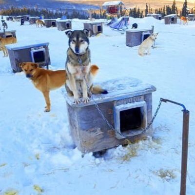 Activist against animal cruelty, expose AWS Inspectors that don’t do their jobs, support people who are trying to help animals being abused.