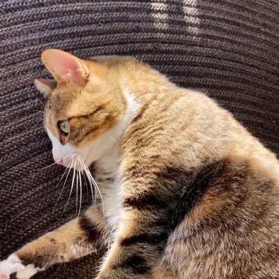 Aioath's profile picture. サウナ、キャンプ、音楽、おいしいものと猫 👶🏻