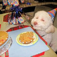 Oriol Gomés (@oriolgomes) 's Twitter Profile Photo