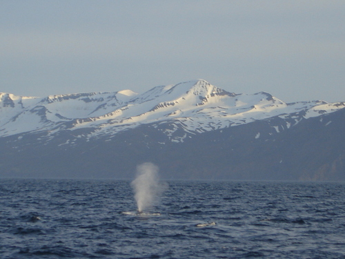 GreenWampiress's profile picture. Environmental Conservation for Life!!!