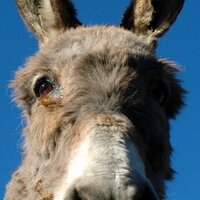 Mónica Cósmica (@tragicosmica) 's Twitter Profile