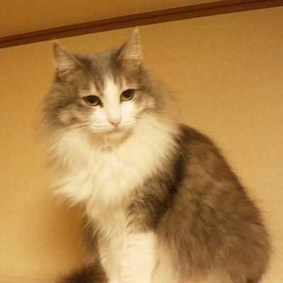 domitor2's profile picture. そのへんのやつです
🟡🐨HC名古屋応援🐨🟡
https://t.co/W6SLNa0NW0