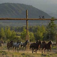 Triangle X Ranch (@trianglexranch) 's Twitter Profile