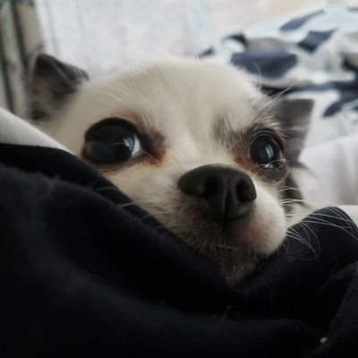 チワワのピピ ﻌ ピピさんの寝言 いやいびきか 笑 ピピ チワワのピピ ちわわ親バカ部 チワワ チワワ部 ちわわ大好き 白黒チワワ チワワのいる暮らし ちわすたぐらむ Pipi Chihuahua Chihuahuagram 犬のいびき T Co 6qgeiaatr3