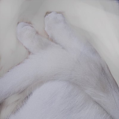 Dorothy Cyrusさんのプロフィール画像