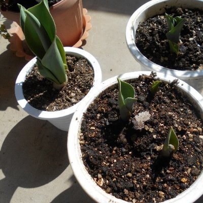 carecokuhuu1's profile picture. 武蔵野市にある介護施設「ケアコート武蔵野」です。
   ゆるめに担当がつぶやきます。
💐ＨＰ内の『ケアコート日誌』では、施設内の様子・エピソード等を随時綴っています☆彡のぞいてみて下さい ⤵🐈