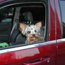 Jeff Smeltzer - @SmeltzDog - Twitter